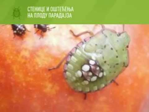 Zelena prognoza 23.6.2014. - Stenica nezara viridula u ratarsko-povrtarskoj proizvodnji