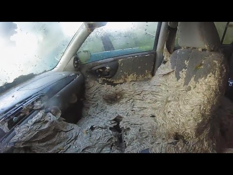 Insane Number of Wasps Take Over Car