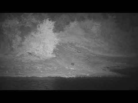 Djuma: Impala rams with a lone Hyena walking past - 00:22 - 03/15/2022