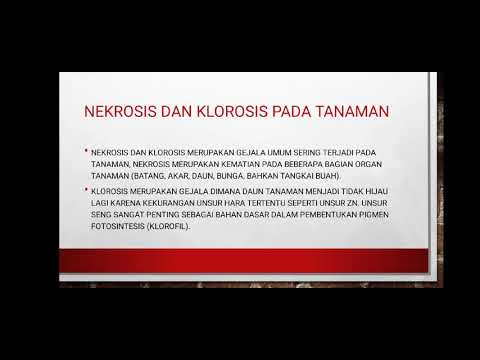 , title : 'Penyakit Nekrosis dan Klorosis'