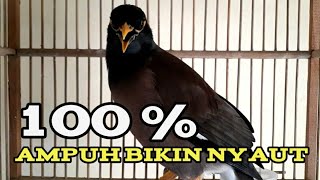 Download lagu jalak nias gacor bongkar isian sekali pancing jalak apapun akan nyaut dengar suara jalak nias ini mp3