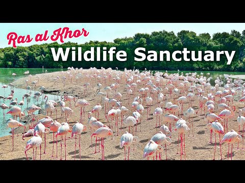 See Pink Flamingos for FREE!! | Visit Ras al Khor Wildlife Sanctuary