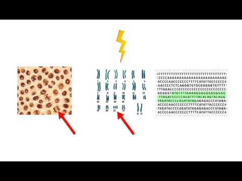 GeneABC Mutationen Wie entstehen Mutationen