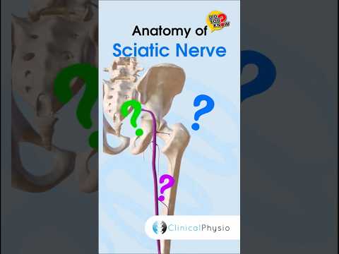 Sciatic Nerve Anatomy #physicaltherapy #physiotherapy #anatomy #sciaticnerve