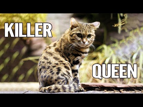 Black-Footed Cats : Top 10 Astounding Facts About Black-Footed Cats That Will Leave You Amazed !