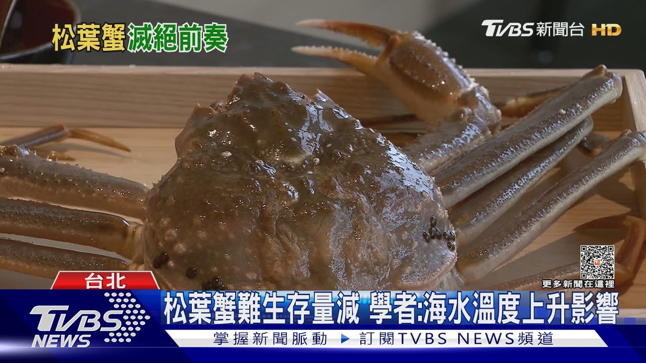 快吃不到?「數十億」松葉蟹消失 學者:活活餓死