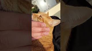 野良猫との戯れ99 #野良猫