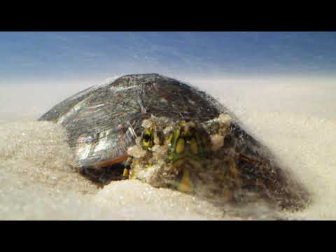 BRASIL SELVAGEM: COSTA BRASILEIRA