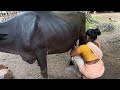 Village Woman Buffalo Milking By Hand Villageevents