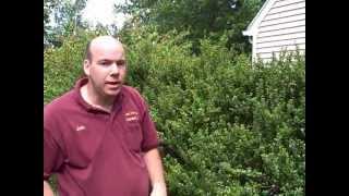 preview picture of video 'Newtown CT Landscaper | How to Prune Japanese Holly | Prune Evergreen Shrubs'