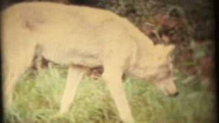 Arbouretum - Mohammed's Hex and Bounty (Official Music Video)