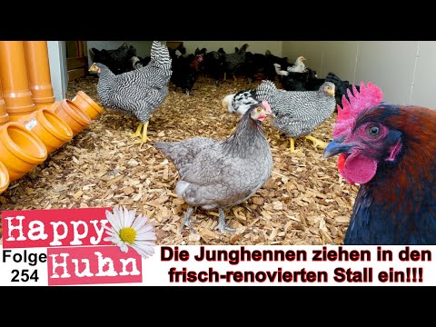 Einzug in den renovierten Hühnerstall - Eierproduktion mit alten Hühnerrassen Teil 4 HAPPY HUHN E254