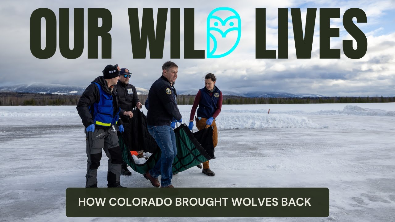 LISTEN: The Colorado gray wolf reintroduction effort