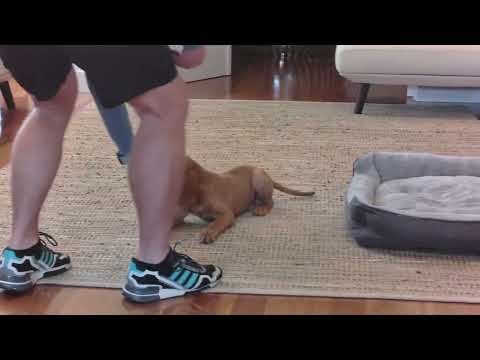 K9 Craftsman. Police-Trained. Breed Specific. One-Session Fixes. video.