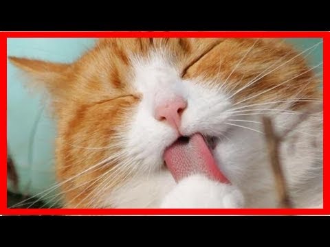What to do if your cat has worms