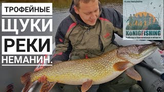Платная рыбалка в калининградской области багратионовск