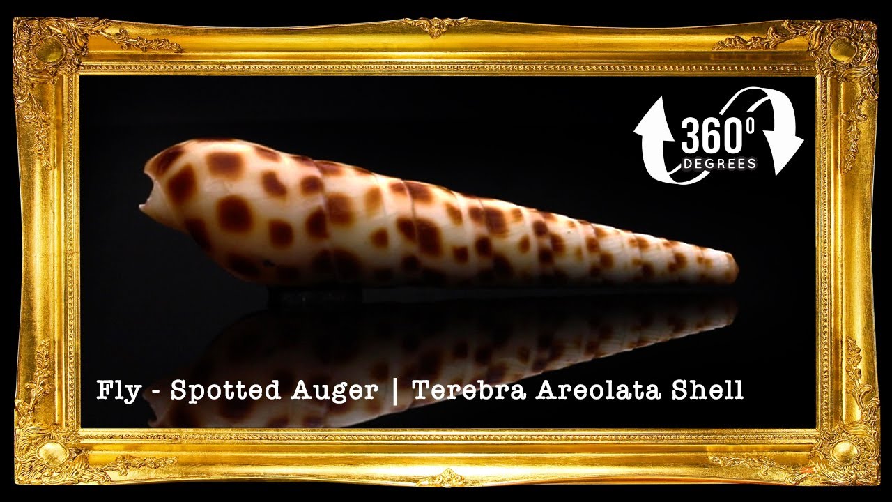 Terebra Areolata Antik | Fly Spotted Auger | 2.5 - 6 Inches | Large