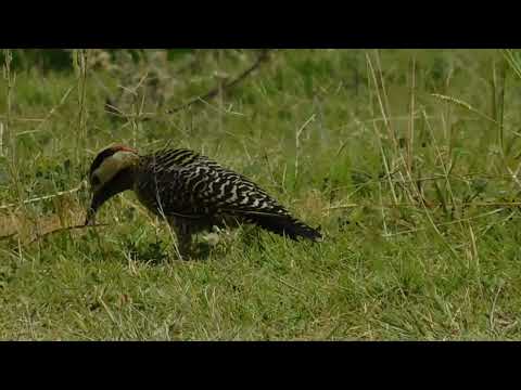 Carpintero nuca roja probablemente hembra, zona chacras de Paysandú Uruguay