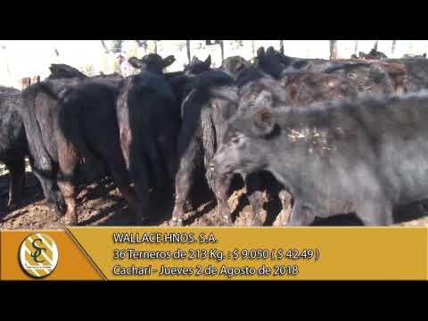 02-08-18 Venta de Machos - Wallace Hnos. S.A. - Cacharí