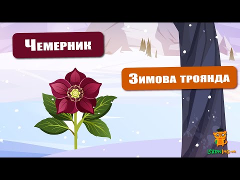 🍀 Дива природи. Явища навколо нас. Чемерник — зимова троянда 🌏