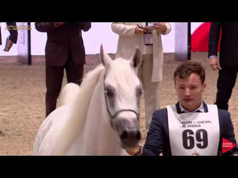 N 69 VOLODIA DE LAFON   Salon du Cheval d'El Jadida class A show   7+ Years Old Mares Class 5