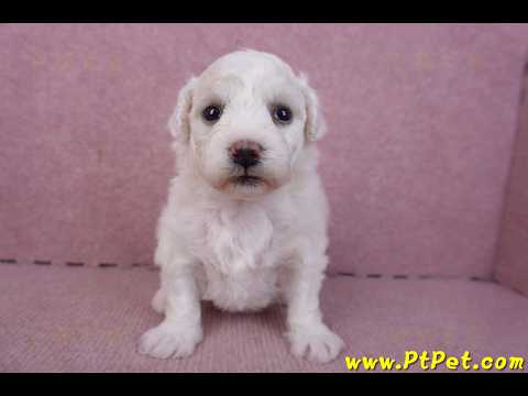 02/14比熊犬母幼犬