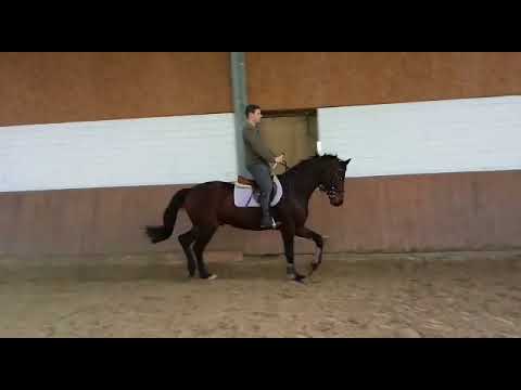 Wallach von  Fürstenball x Donnerhall x Weltmeyer x Bolero