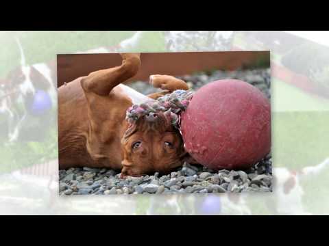 Игрушка для собак Jolly Pets Мяч с канатом Romp-n-roll 22 см Голубой (608BL) - фото 1 - id-p1897448192