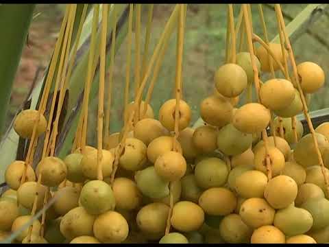 Barhi Dates Tissue Culture Plant