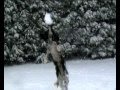 A Late Snowfall