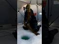 Video Thumbnail for Big burbot from northern Alberta. Full YouTube video is up on our channel!!! #FishShimano