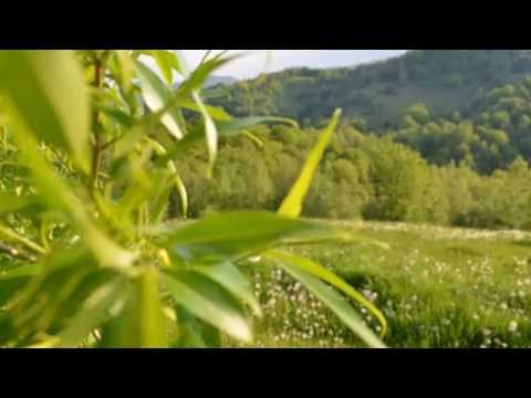 Play -Muzica veche cu chitara colaj