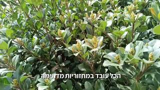 ניצני פריחה באביב
