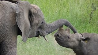 El negocio de la extinción de Elefantes y Rinocerontes
