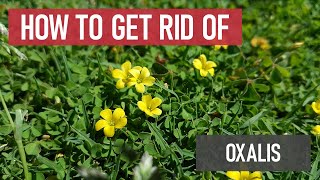 How to Get Rid of Oxalis (Woodsorrel: small yellow flowers in lawns) [Weed Management]