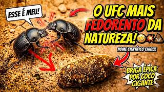 Eles Disputam Cocô Como Se Fosse OURO! Você Não Vai Acreditar No Que Esse Besouro Fez!