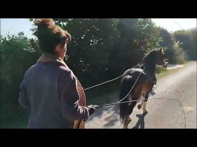 Poney welsh A PP Hongre - 6 ans