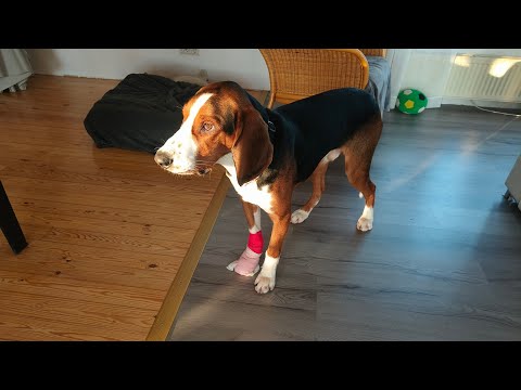 Tilanne päivitys: Rockyn lääkärireissu.