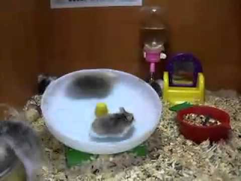 download lagu mp3 mp4 Hamster Roulette, download lagu Hamster Roulette gratis, unduh video klip Hamster Roulette