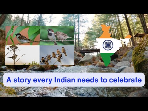 The Story of Sparrows in India #sparrow #dilawar #india #successstory #story #demystifiers