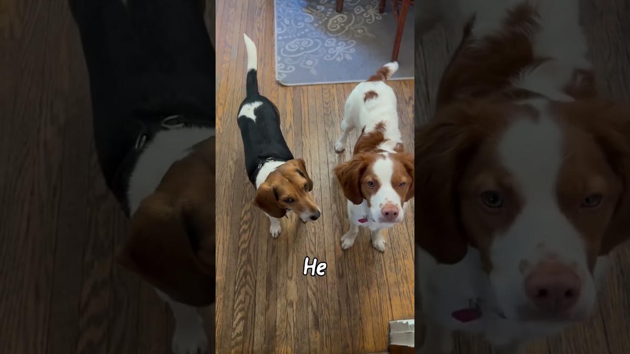 Melvin- Foster to Adopt Home Needed, a Adoptable Beagle in Wood Dale, IL video 6/6