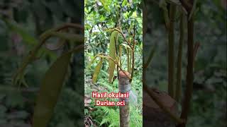 Download lagu Okulasi durian oci/blac thorn mp3