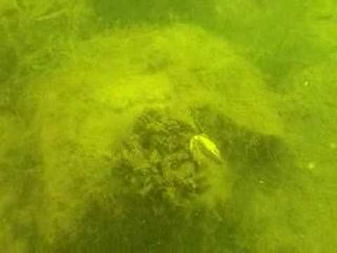 Donauinsel, Donauinsel/Ölhafen/vor Wienstromkraftwerk,Österreich