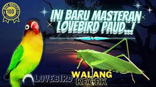 Download lagu Masteran Lovebird Ngekek Panjang Dan Walang Kecek Speed Lambat mp3