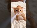 Classic Orange Cat Behavior