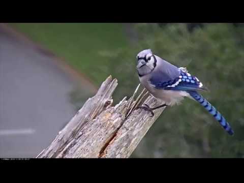 Savannah Osprey Cams Hosts Colorful Characters – Nov. 9, 2018