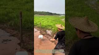 Download lagu Swinging the Bucket: How a Farmer Moves Water Using a Simple Rope System mp3