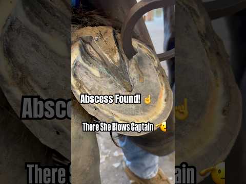 Abscess FOUND! Using the Todd Walker Hoof Testers.