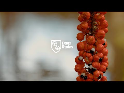 Discover the Power of Guaraná: Brazil’s treasure for the world