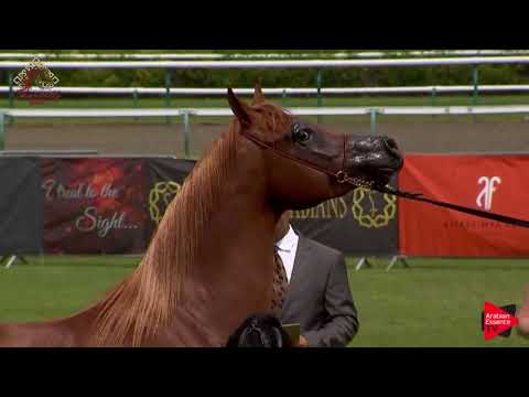 N.52 AJ SANAD - Chantilly 2019 AHO World Cup - 2-3 Years Old Colts (Class 7B)